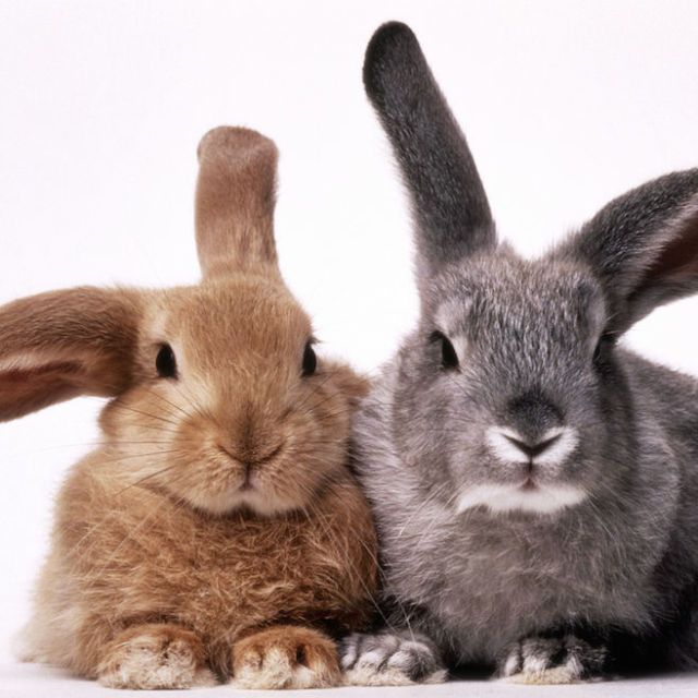 Brown, Rabbit, Organism, Skin, Vertebrate, Rabbits and Hares, Domestic rabbit, Style, Adaptation, Terrestrial animal, 