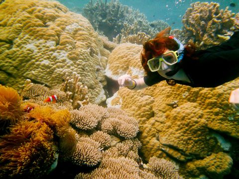 Underwater, Organism, Natural environment, Fluid, Coral reef, Coral, Stony coral, Reef, Marine biology, Sea anemone, 