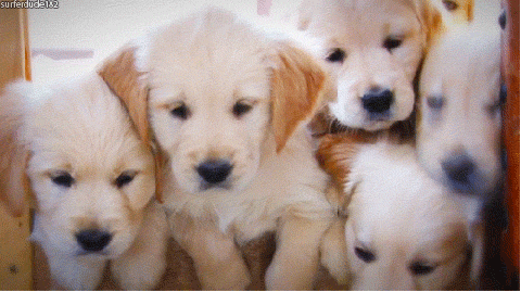 Baby Animal Gifs Puppy Pictures Baby Animal Gifs Puppy Pictures