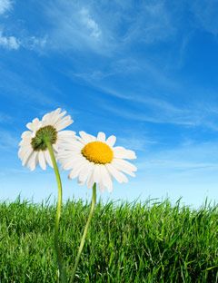 stock-daisies-in-field