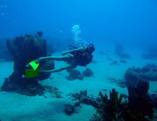 Body of water, Underwater, Fluid, Underwater diving, Organism, Diving equipment, Scuba diving, Divemaster, Water, Recreation, 
