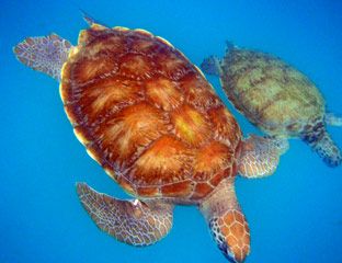Organism, Nature, Photograph, Turtle, Adaptation, Sea turtle, Kemp's ridley sea turtle, World, Marine biology, Aqua, 