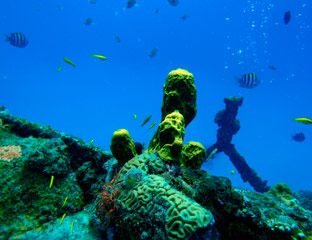 Underwater, Fluid, Organism, Natural environment, Vertebrate, Sea, Coral, Ocean, Fish, Coral reef, 