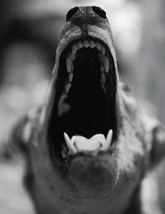 a dogs open mouth