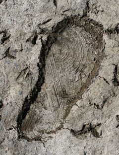 shoe print in mud