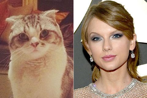 Taylor Swift And Her Cat