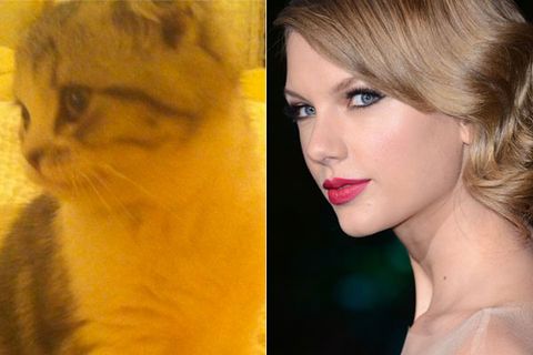 taylor swift and her cat