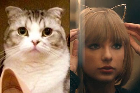 taylor swift and her cat
