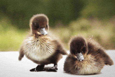 Baby Animal Gifs Puppy Pictures Baby Animal Gifs Puppy Pictures