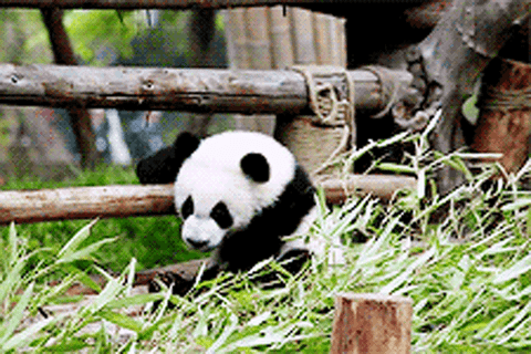 Baby Animal Gifs Puppy Pictures Baby Animal Gifs Puppy Pictures