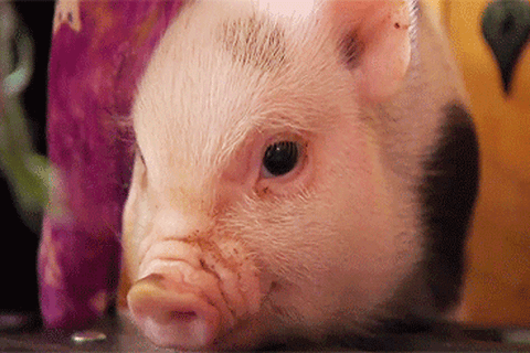 Baby Animal Gifs Puppy Pictures Baby Animal Gifs Puppy Pictures