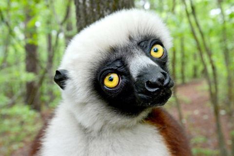 Zoboomafoo Lemur Jovian