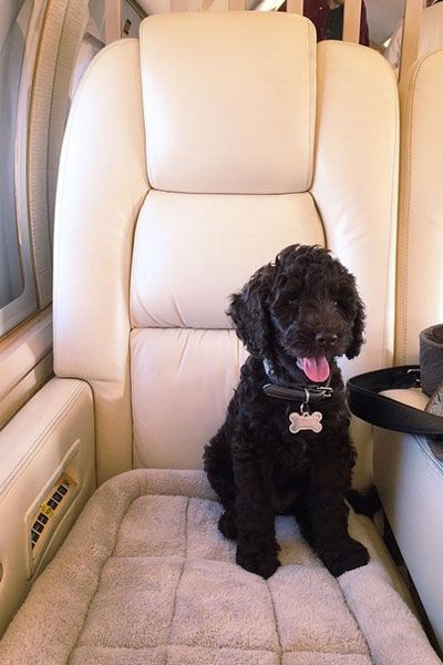 The 15 Cutest Celebrity Dogs - Celebrity Dogs on Instagram
