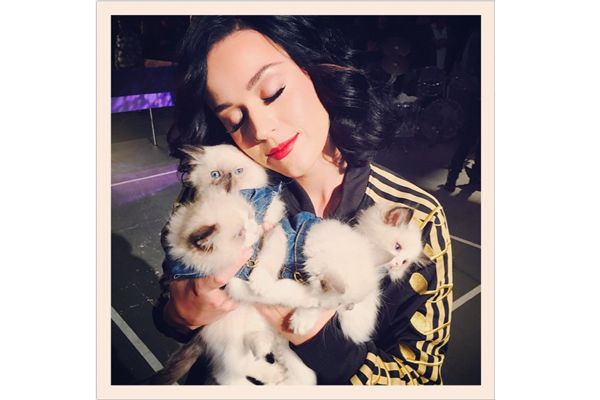 katy perry hot and cold guy holding puppy