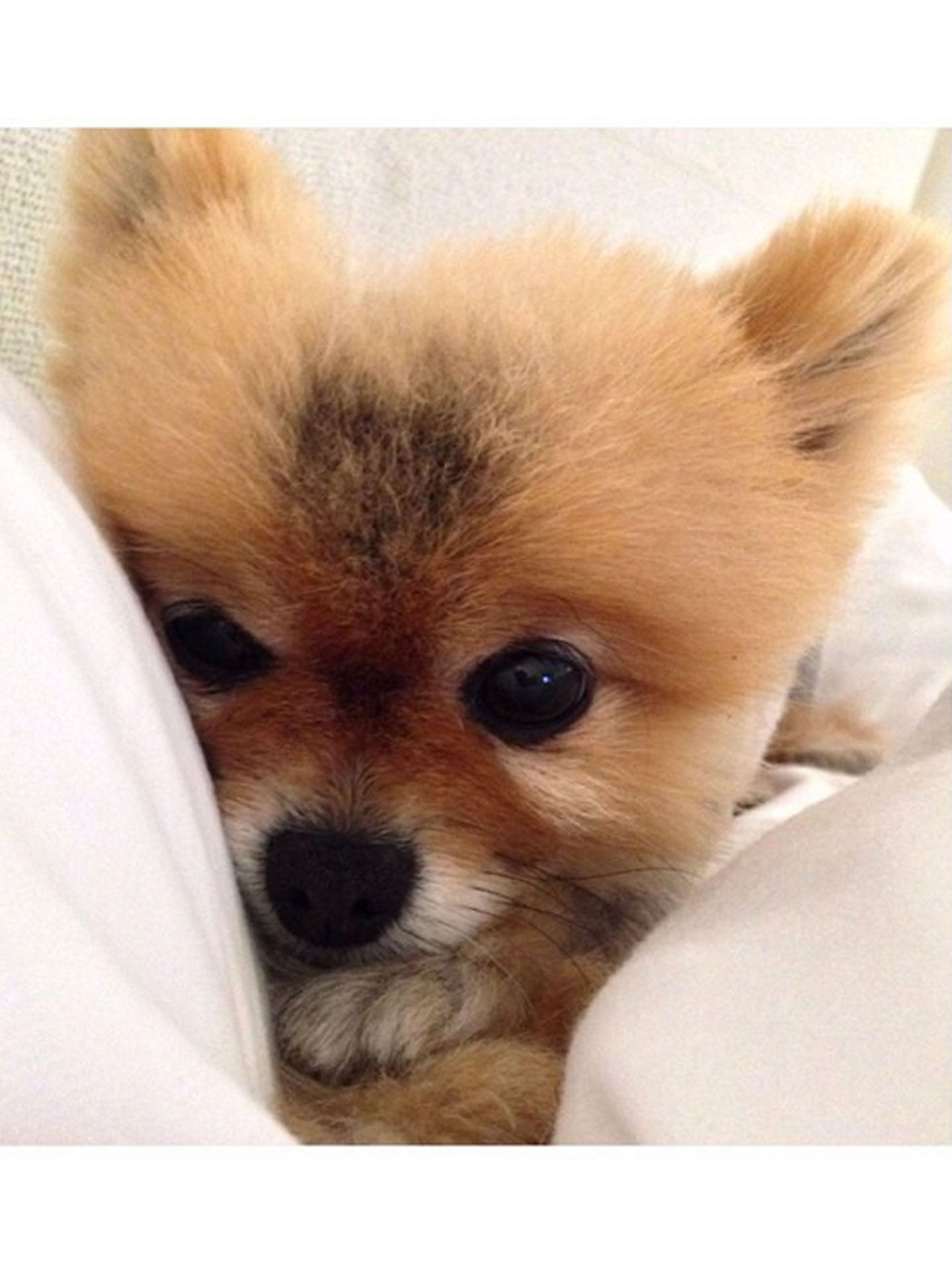 The 20 Cutest Celebrity Pets onInstagram The 20 Cutest Celebrity Pets onInstagram