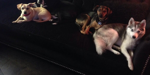Miley And Her Dogs