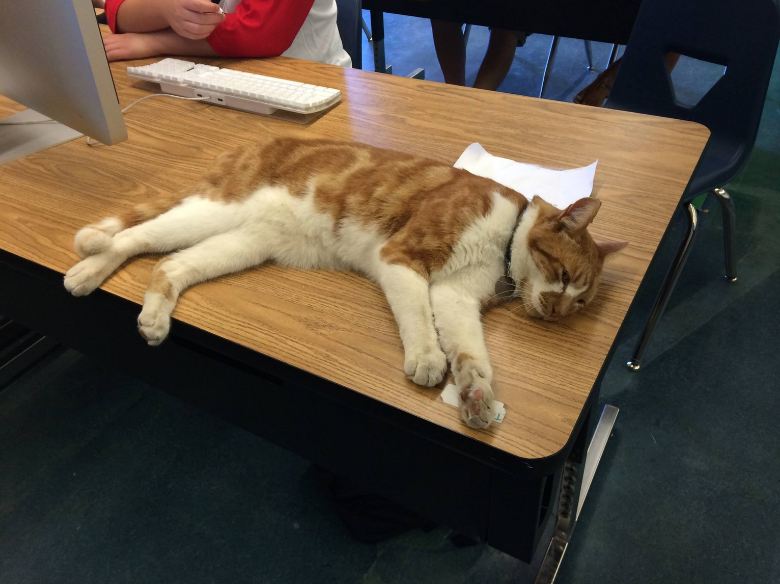 This Cat Just Became an Official High School Student (Seriously!)