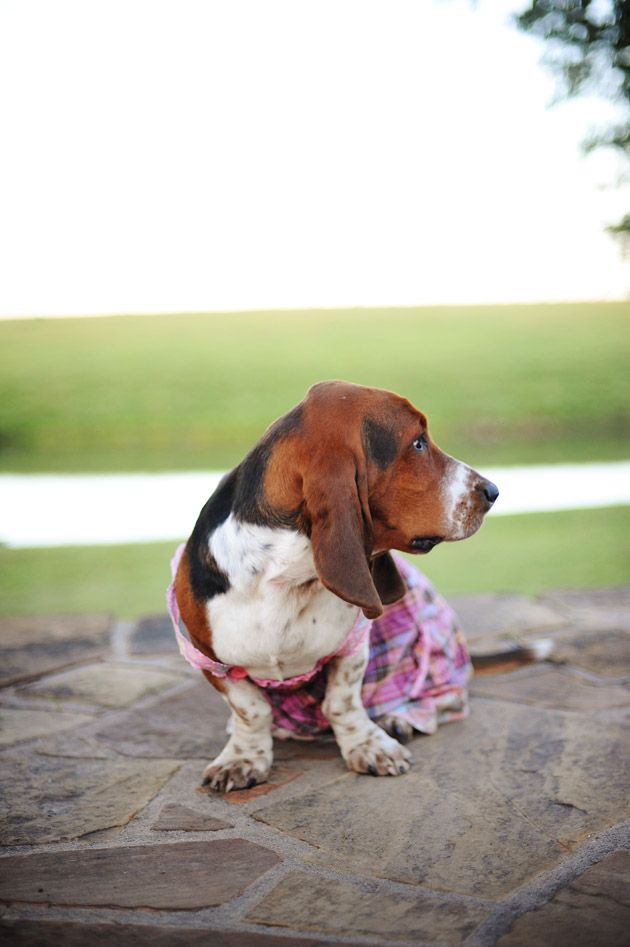 The Pioneer Woman Charlie Kitchen Towel Basset Hound Dog Set of 2 Towels 