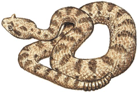 rattlesnakesmall