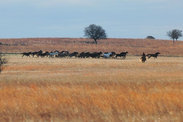 Pioneer life here was hard on women and animals