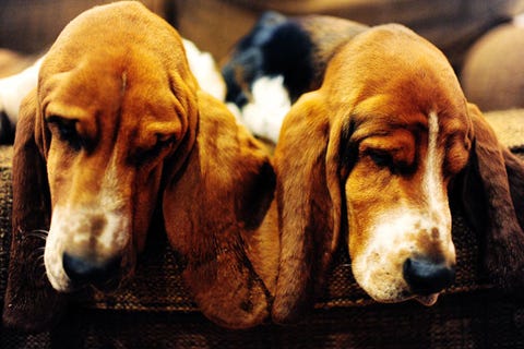 are basset hounds calm