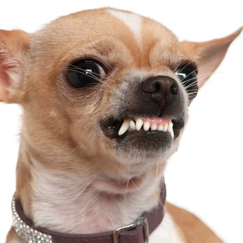 Close-up of angry Chihuahua growling, 2 years old, in front of w