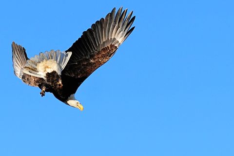 eagles3
