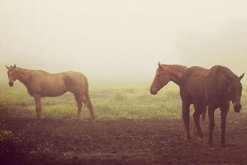 horses2