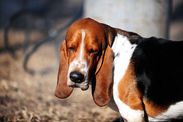 Basset hound best sale bad breath