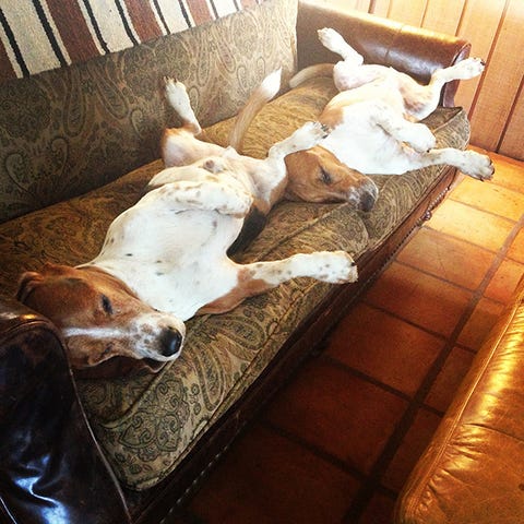 are basset hound puppies lazy