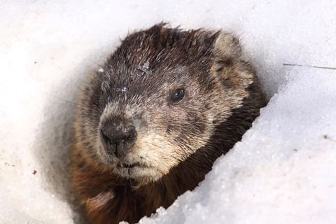 Twenty Interesting Things About&#8230;Groundhog Day