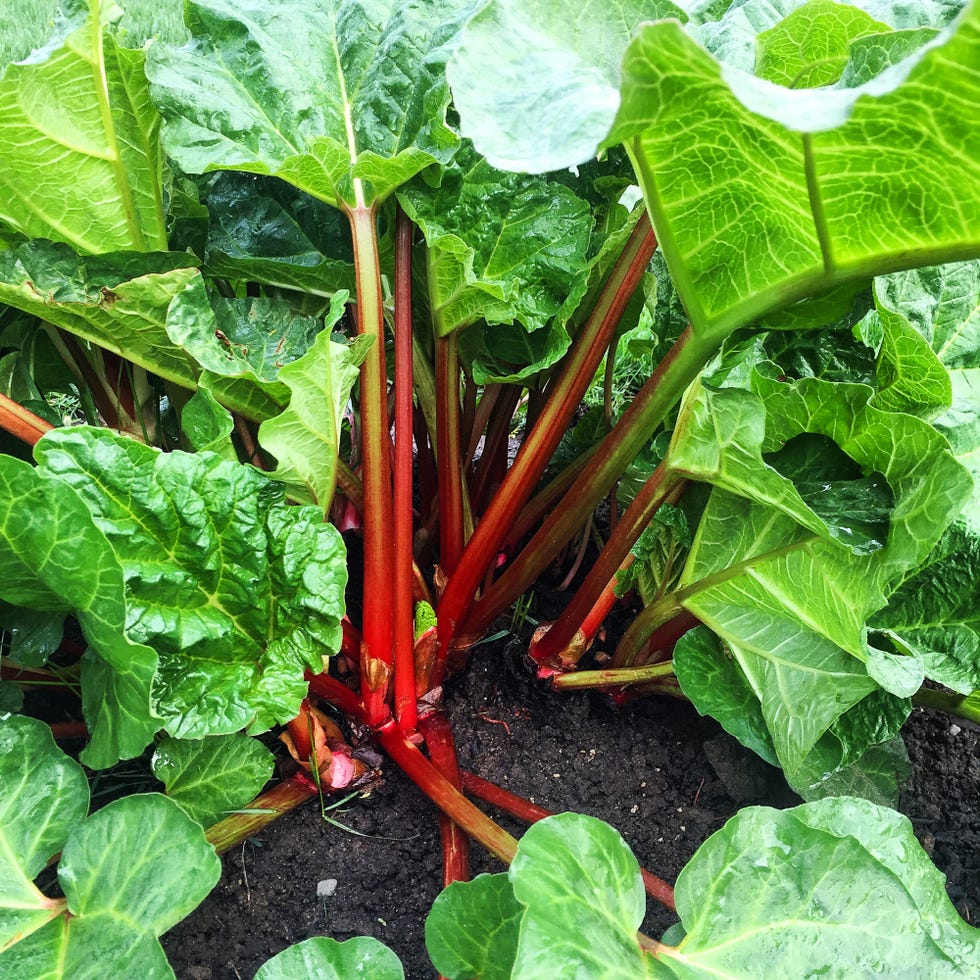 Rhubarb 101