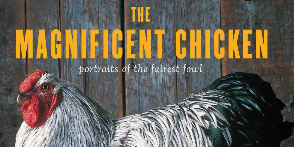 Chicken Breed Pictures The Magnificent Chicken Coffee Table Book 
