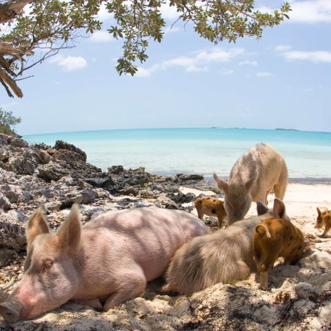 Pig Island Bahamas Exuma Image
