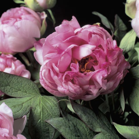 What Your Favorite Flower Says About You - Personality Test Based On