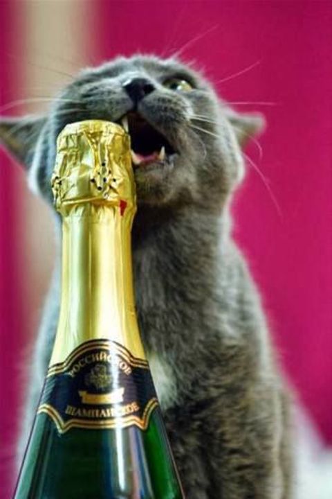 Animals Drinking Champagne - Funny Animals With Champagne