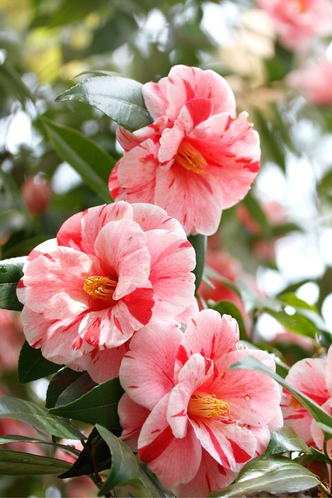 Petal, Flower, Pink, Botany, Spring, Peach, Flowering plant, Blossom, Close-up, Malvales, 
