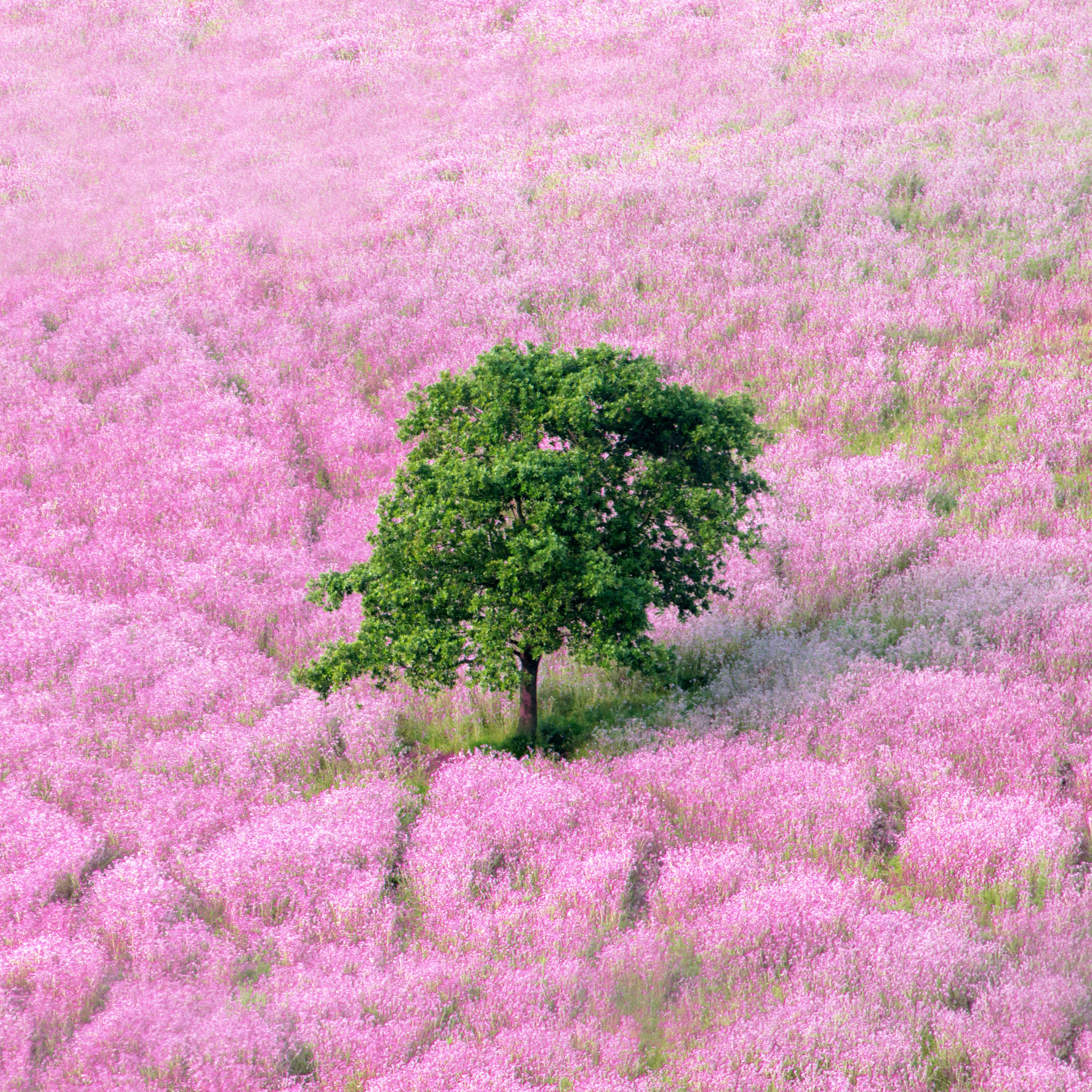 Формы зелено розовые. Розовый/зеленый. Природа. Розовая природа. Розовая трава.