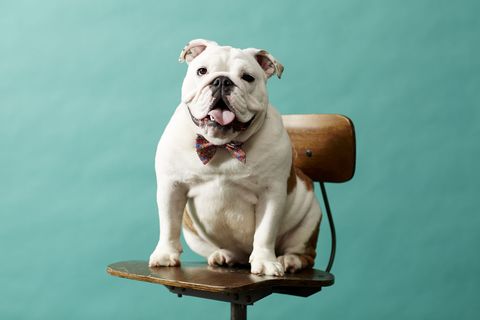 bulldog bow tie
