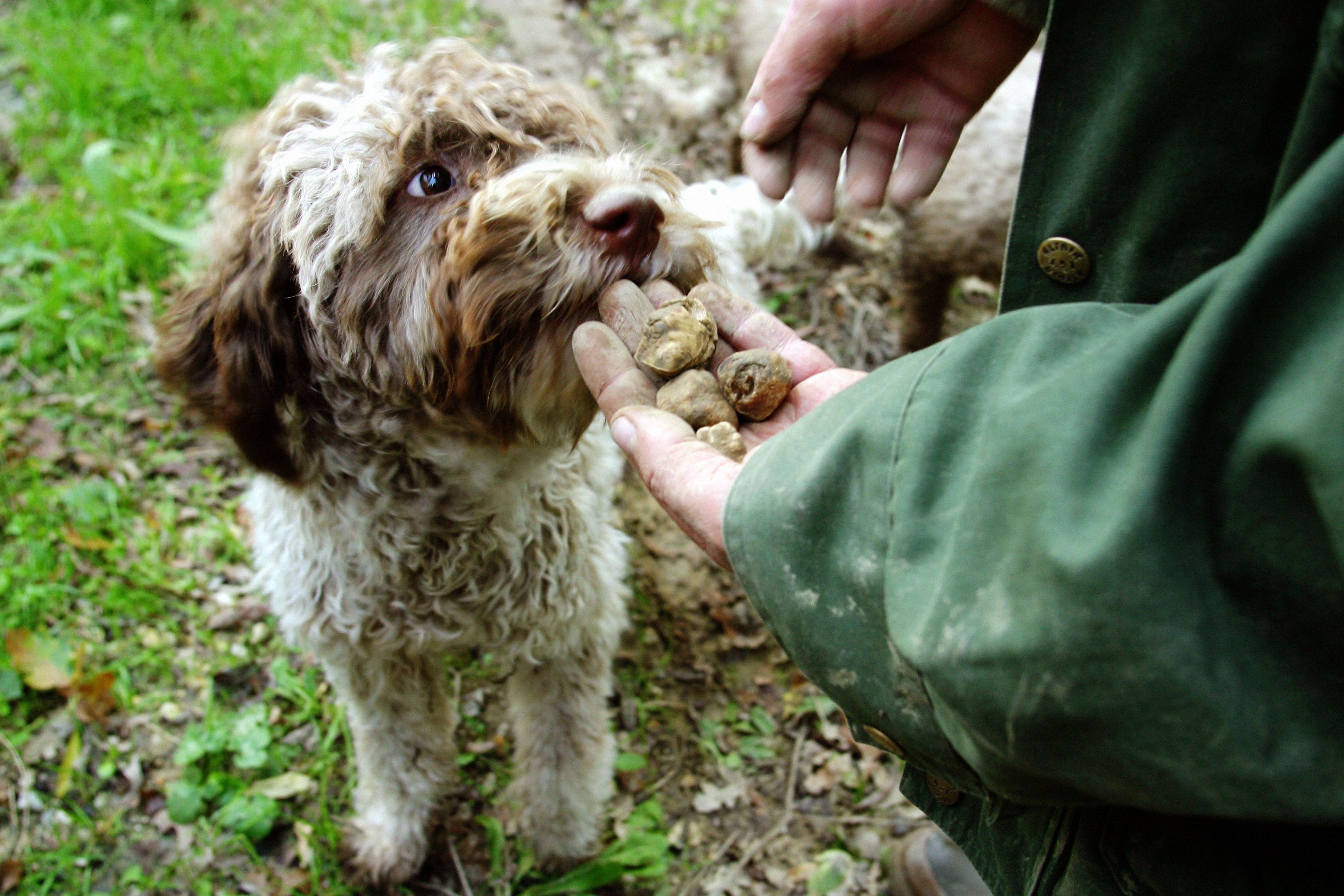 italian truffle dog