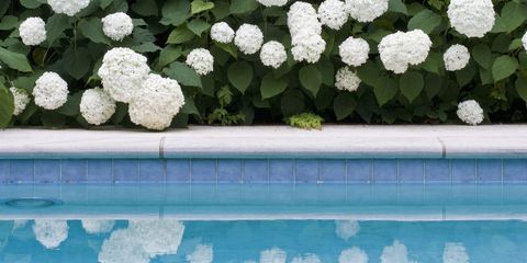 13 Facts About Hydrangea Things Every Hydrangea Fan Needs To Know