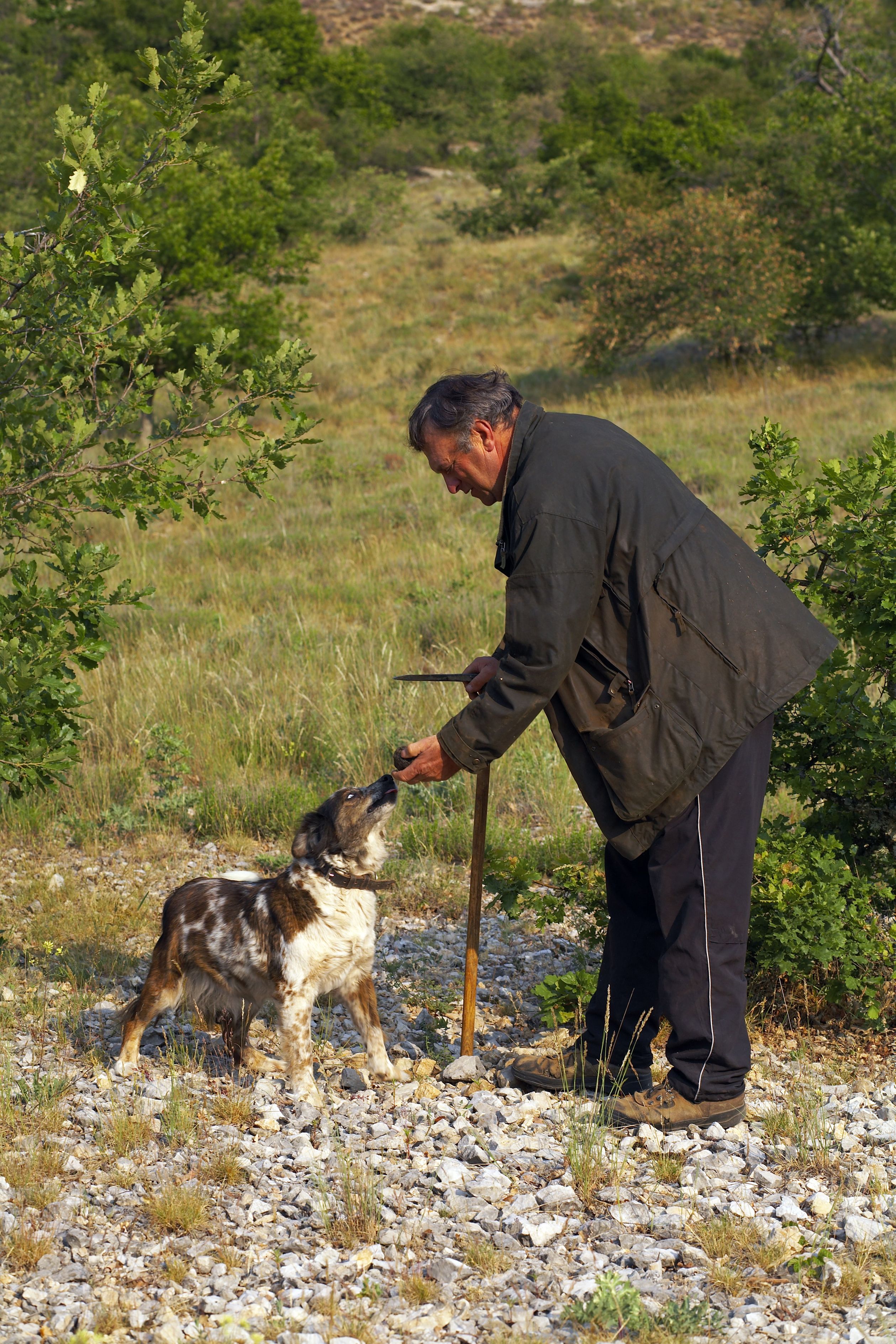 16 cute truffle hunting dogs