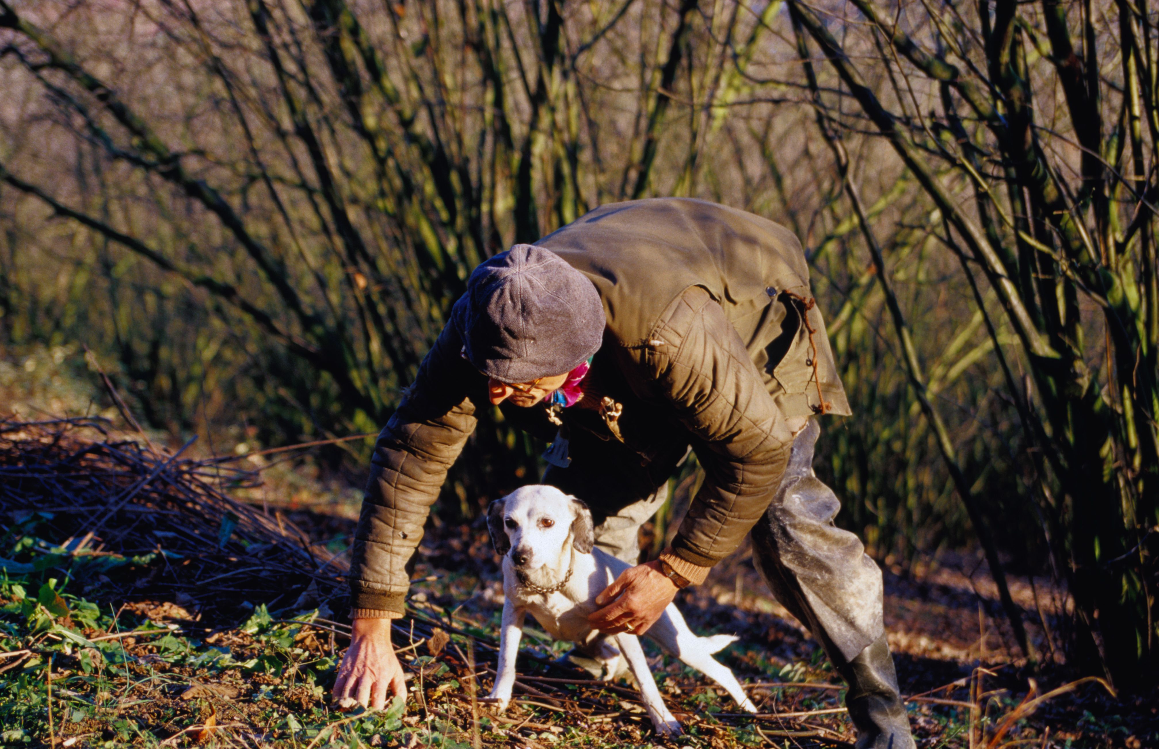 16 cute truffle hunting dogs