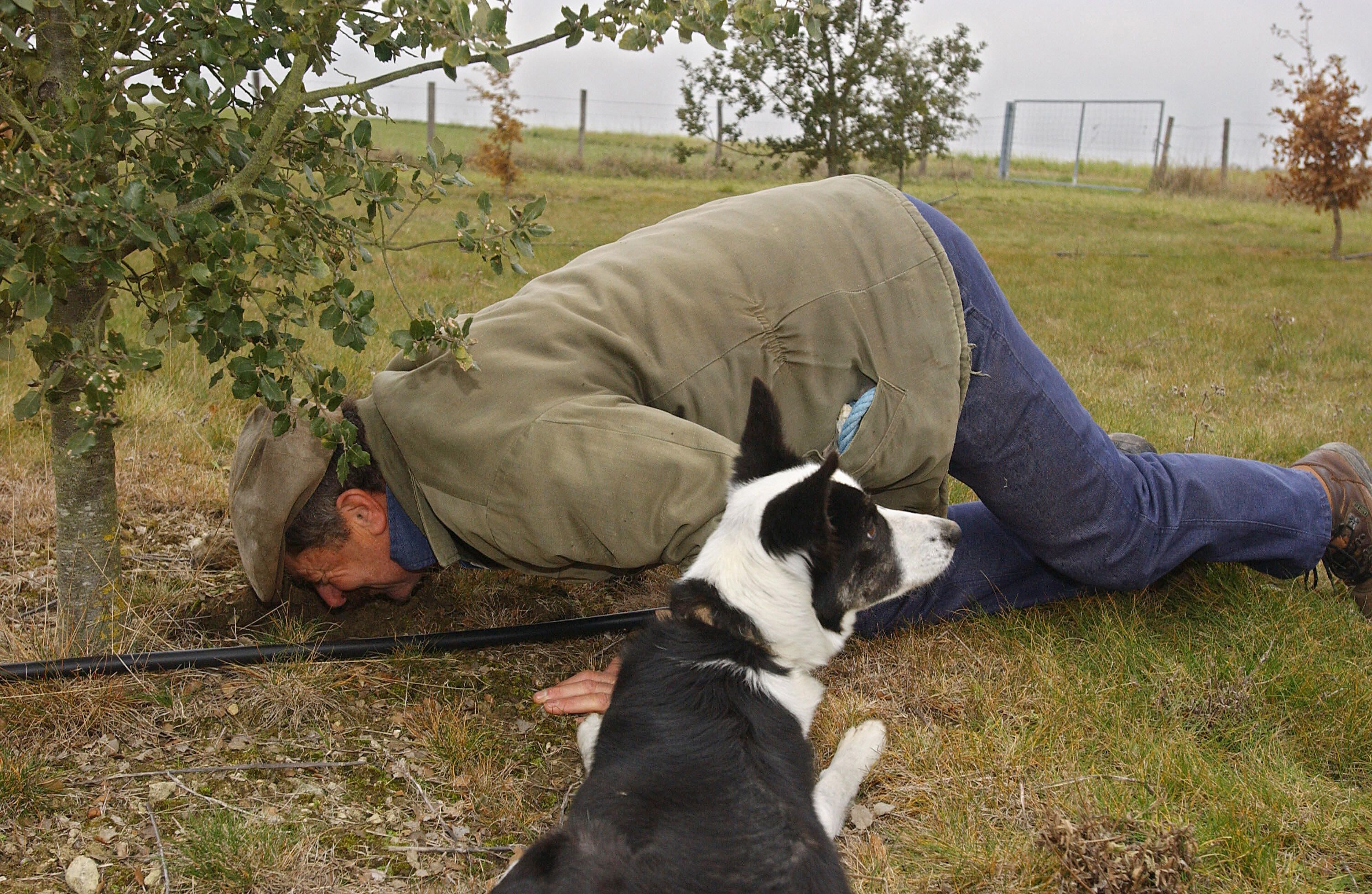 16 Cute Truffle Hunting Dogs