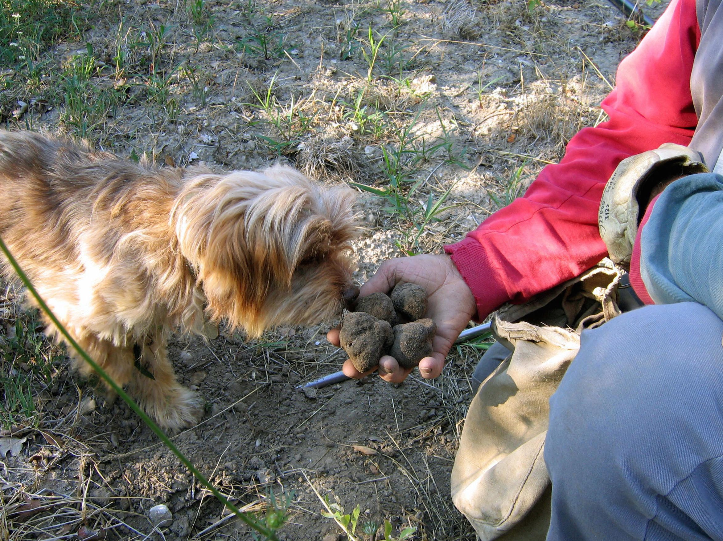 16 cute truffle hunting dogs