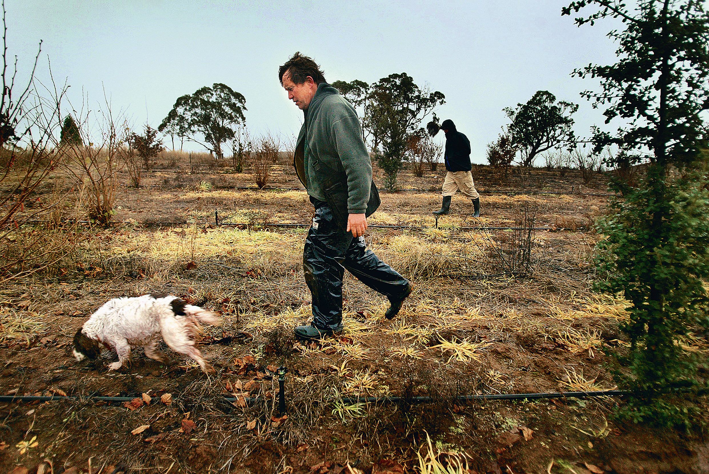 16 cute truffle hunting dogs