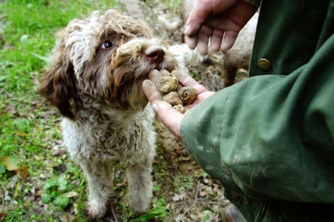 16 cute truffle hunting dogs