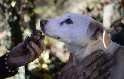 16 cute truffle hunting dogs