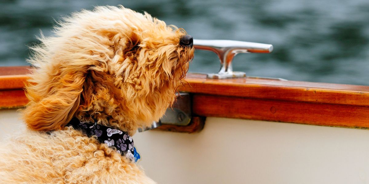 Adorable Photos Of Dogs On Boats