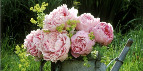 12 Facts About Peonies History Of The Peony Flower Peonies Can Grow To Be 10 Inches Depending On The Variety